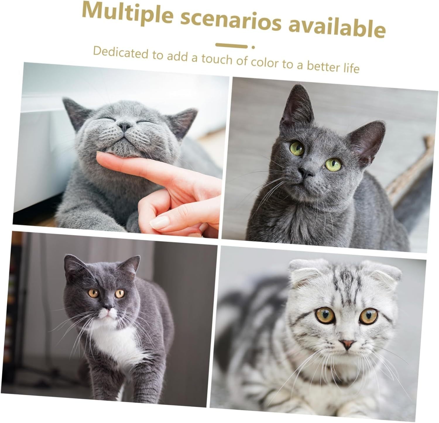 white and grey American breed cat