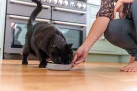 Bestin Dog Chicken & Tripe (Pack of 6) - Hungry Tails