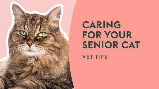 10 Essential Tips for Adopting a Senior Cat - Hungry Tails