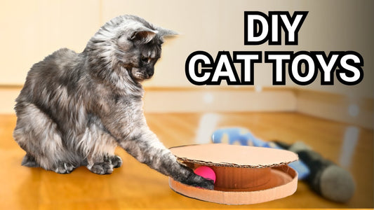 DIY Cat Toys: Easy Projects for Playtime Fun | Fun & Affordable Ideas