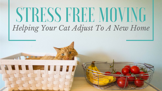 How to Help Your Cat Transition to a New Home