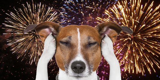 How to Keep Your Dog Calm During Fireworks | Expert Tips & Tricks