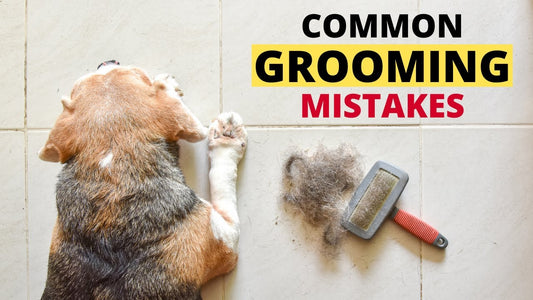Seasonal Grooming Tips for Dogs: Avoid These Common Mistakes