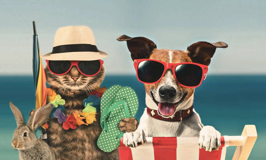 Traveling with Your Pet? Here’s Your Stress-Free Travel Guide