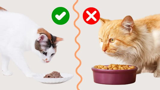 Why Some Cats Prefer Certain Types of Food Over Others