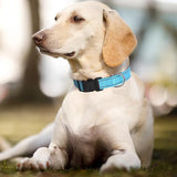 Dog-Collar-7