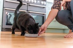 Bestin Dog Chicken & Tripe (Pack of 6) - Hungry Tails