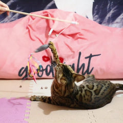 bangal cat on carpit playing with feather stick