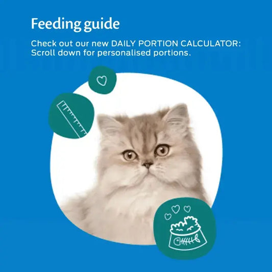 FELIX Original Mixed Selection in Jelly Wet Cat Food 12x85g (Pack of 1) - Hungry Tails